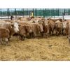 Image 5 : Stankievech Ranches - 770# Steers - 64 Head (Trochu, AB)