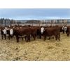 Image 1 : Stankievech Ranches - 760# Steers - 86 Head (Trochu, AB)