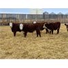 Image 2 : Stankievech Ranches - 760# Steers - 86 Head (Trochu, AB)