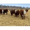Image 3 : Stankievech Ranches - 760# Steers - 86 Head (Trochu, AB)