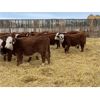 Image 4 : Stankievech Ranches - 760# Steers - 86 Head (Trochu, AB)