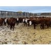 Image 5 : Stankievech Ranches - 760# Steers - 86 Head (Trochu, AB)