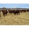 Image 6 : Stankievech Ranches - 760# Steers - 86 Head (Trochu, AB)