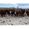Image 3 : Stankievech Ranches - 630# Steers - 58 Head (Trochu, AB)