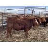 Image 3 : Don & Mike Petersen - 750# Steers - 85 Head (Sundre, AB)