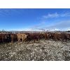 Image 5 : Don & Mike Petersen - 750# Steers - 85 Head (Sundre, AB)
