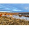 Image 3 : Reilly Lake Ranching - 870# Heifers - 70 Head (Lloydminster, AB)