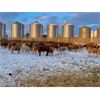 Image 4 : Reilly Lake Ranching - 870# Heifers - 70 Head (Lloydminster, AB)