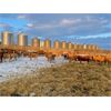 Image 5 : Reilly Lake Ranching - 870# Heifers - 70 Head (Lloydminster, AB)