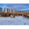 Image 6 : Reilly Lake Ranching - 870# Heifers - 70 Head (Lloydminster, AB)
