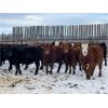 Image 1 : Ryan & Cora Guest - 775# Heifers - 78 Head (Marwayne, AB)