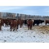 Image 2 : Ryan & Cora Guest - 775# Heifers - 78 Head (Marwayne, AB)