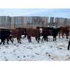 Image 3 : Ryan & Cora Guest - 775# Heifers - 78 Head (Marwayne, AB)