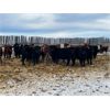 Image 4 : Ryan & Cora Guest - 775# Heifers - 78 Head (Marwayne, AB)