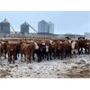 Image 2 : Ryan & Cora Guest - 720# Heifers - 85 Head (Marwayne, AB)