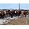 Image 3 : Ryan & Cora Guest - 720# Heifers - 85 Head (Marwayne, AB)