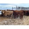 Image 4 : Ryan & Cora Guest - 720# Heifers - 85 Head (Marwayne, AB)