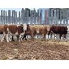 Image 5 : Ryan & Cora Guest - 720# Heifers - 85 Head (Marwayne, AB)