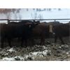 Image 2 : Seven O Ranches - 600# Heifers - 168 Head (Kamloops, BC)