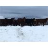 Image 2 : Seven O Ranches - 500# Heifers - 64 Head (Kamloops, BC)