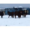 Image 3 : Seven O Ranches - 500# Heifers - 64 Head (Kamloops, BC)