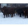 Image 4 : Seven O Ranches - 500# Heifers - 64 Head (Kamloops, BC)