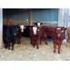 Image 2 : Sentes Farms - 675# Heifers - 90 Head (Raymore, SK)