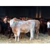 Image 4 : Sentes Farms - 675# Heifers - 90 Head (Raymore, SK)