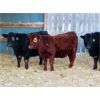 Image 5 : Sentes Farms - 675# Heifers - 90 Head (Raymore, SK)