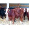 Image 6 : Sentes Farms - 675# Heifers - 90 Head (Raymore, SK)