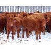 Image 1 : CAB Ranch - 650# Steers - 90 Head (Whitewood, SK)