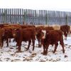 Image 2 : CAB Ranch - 650# Steers - 90 Head (Whitewood, SK)