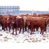 Image 3 : CAB Ranch - 650# Steers - 90 Head (Whitewood, SK)