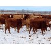 Image 4 : CAB Ranch - 650# Steers - 90 Head (Whitewood, SK)