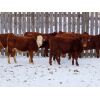 Image 5 : CAB Ranch - 650# Steers - 90 Head (Whitewood, SK)