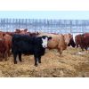Image 6 : CAB Ranch - 650# Steers - 90 Head (Whitewood, SK)