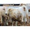Image 10 : Island Vet Clinic - 900# Steers - 115 Head (Taber, AB)