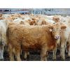 Image 2 : Island Vet Clinic - 900# Steers - 115 Head (Taber, AB)