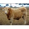 Image 7 : Island Vet Clinic - 900# Steers - 115 Head (Taber, AB)