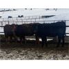 Image 2 : Blue Ridge Farms - 600# Heifers - 100 Head (Drayton Valley, AB)
