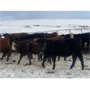 Image 5 : Blue Ridge Farms - 600# Heifers - 100 Head (Drayton Valley, AB)