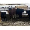 Image 6 : Blue Ridge Farms - 600# Heifers - 100 Head (Drayton Valley, AB)