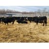 Image 3 : Bircham Ranch - 860# Steers - 143 Head (Piapot, SK)