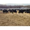 Image 4 : Bircham Ranch - 860# Steers - 143 Head (Piapot, SK)