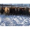 Image 1 : Stanley Bros. Ranching - 775# Steers - 80 Head (Peers, AB)