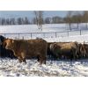 Image 2 : Stanley Bros. Ranching - 775# Steers - 80 Head (Peers, AB)