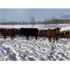 Image 3 : Stanley Bros. Ranching - 775# Steers - 80 Head (Peers, AB)