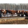 Image 2 : Stanley Bros. Ranching - 690# Steers - 240 Head (Peers, AB)
