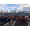 Image 3 : Stanley Bros. Ranching - 690# Steers - 240 Head (Peers, AB)