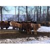 Image 2 : Stanley Bros. Ranching - 700# Heifers - 75 Head (Peers, AB)